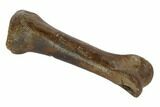 Theropod Toe Bone - Montana #97393-1
